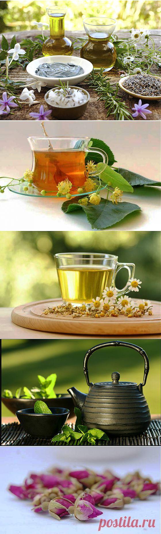 Травы и цветы, которые можно заваривать в чай | Я ЗДОРОВ!