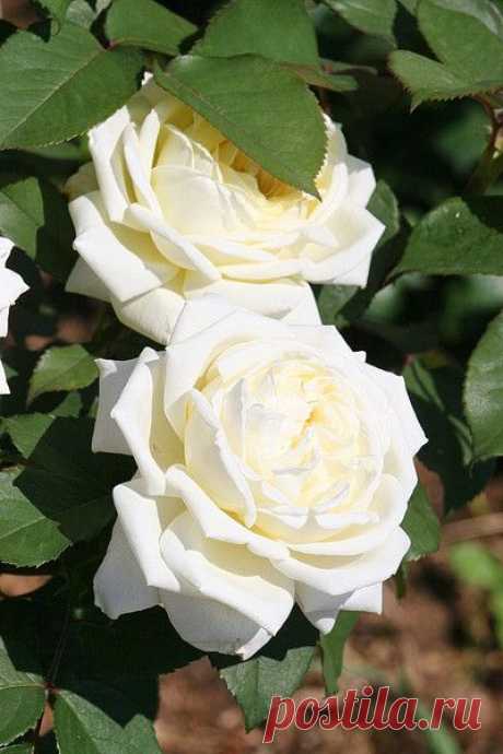 Цветы | Фотографии сергей ефременко | 9668 фото