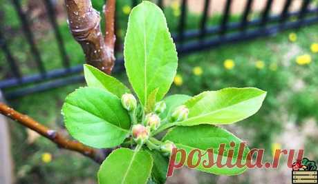 Ваши яблоки будут слаще свежего мёда: уникальная подкормка Выполнив такую подкормку для яблони весной, урожай будет в разы слаще.