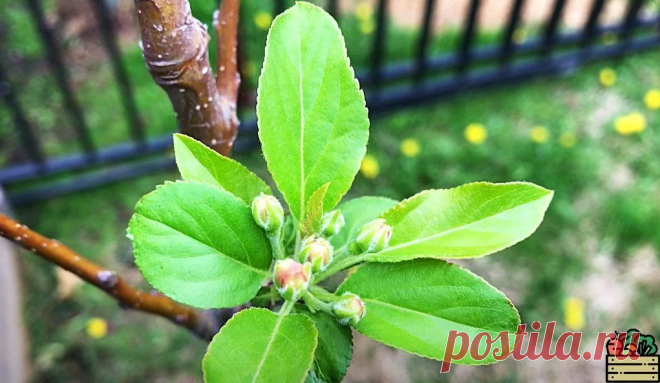 Ваши яблоки будут слаще свежего мёда: уникальная подкормка Выполнив такую подкормку для яблони весной, урожай будет в разы слаще.