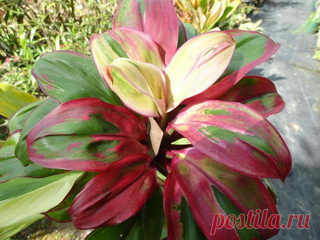 Кордилина: фото, советы и рекомендации по уходу | flori-da.ru