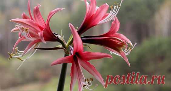 Журнал садовода ДЕЛЁНКА - Спецвыпуск № 1/2015