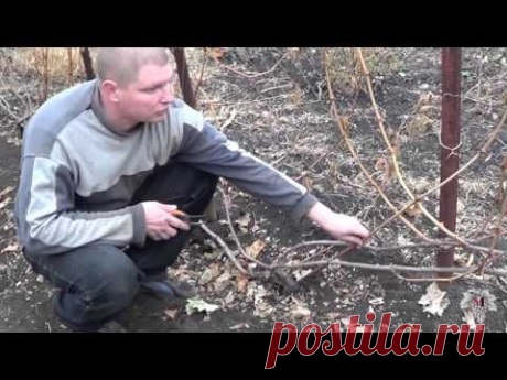 Обрезка нестандартных виноградных кустов. Исправление формировки. Часть 2. Виноград 2015. - YouTube