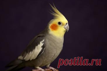 Попугаи кореллы — умные, эмоциональные и удивительно преданные питомцы. 🐦
😏 Узнай, как правильно ухаживать, чем кормить и как понять их поведение — идеальное руководство для будущих хозяев! 

#корелла #попугай #питомцы 
Изображение от ChatGPT