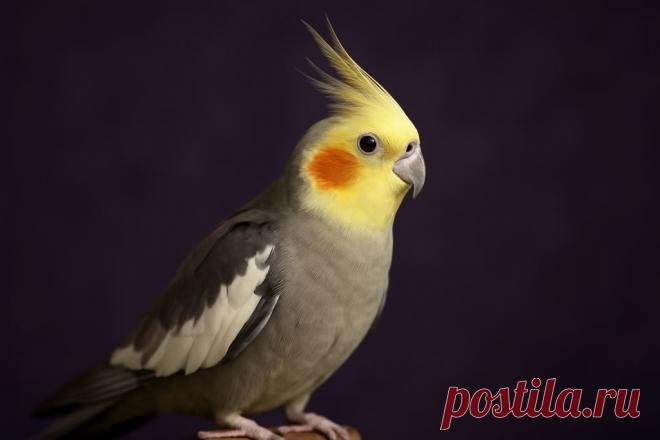 Попугаи кореллы — умные, эмоциональные и удивительно преданные питомцы. 🐦
😏 Узнай, как правильно ухаживать, чем кормить и как понять их поведение — идеальное руководство для будущих хозяев! 

#корелла #попугай #питомцы 
Изображение от ChatGPT