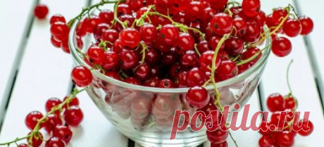 Вино из красной смородины в домашних условиях: простой рецепт с фото и видео по шагам