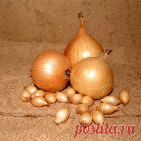 Правильная посадка лука севка осенью | Люблю свой сад