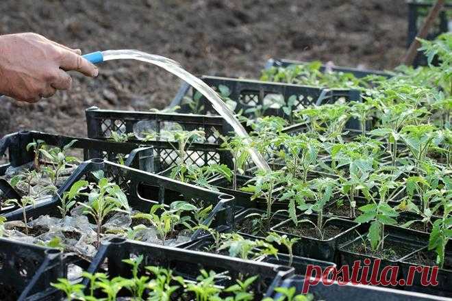 Чем подкормить помидоры, которые плохо растут
