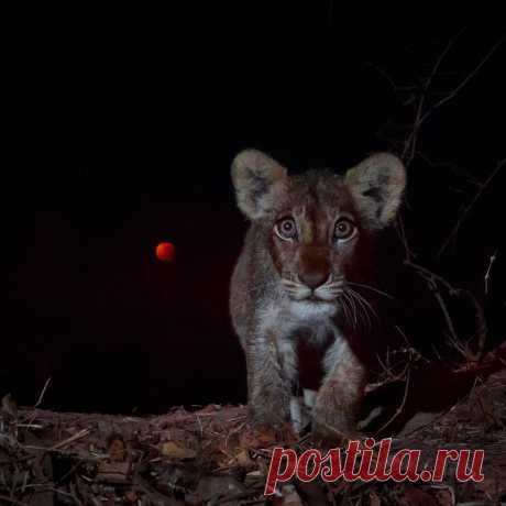 Уилл Беррард-Лукас