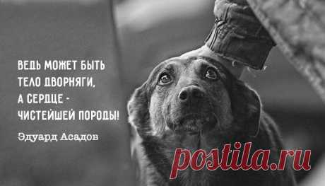 Стихи о рыжей дворняге – Фитнес для мозга