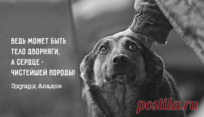 Стихи о рыжей дворняге – Фитнес для мозга