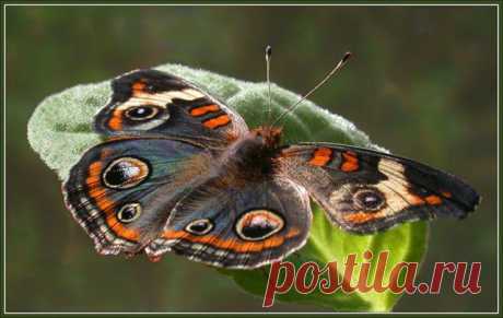 MAKRO FOTO