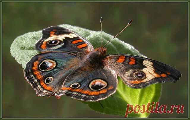 MAKRO FOTO