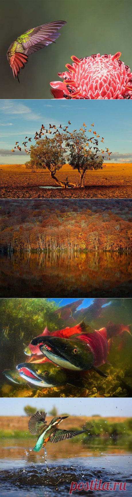 Лучшие фотографии National Geographic в октябре - Наука и жизнь