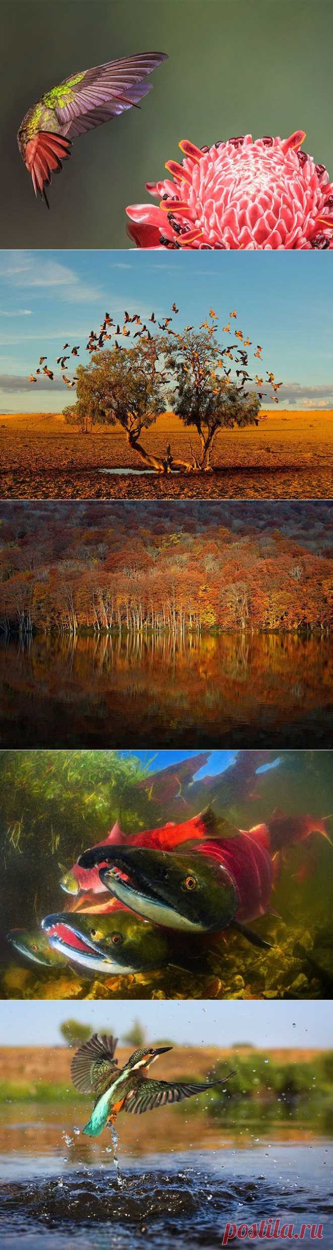 Лучшие фотографии National Geographic в октябре - Наука и жизнь