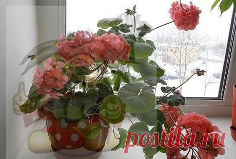 ЛЕЧЕБНАЯ ГЕРАНЬ НА ОКОШКЕ

О лекарственных свойствах герани знали ещё в Средние века, считалось, что препараты из неё способны сращивать кости при переломах. В народной медицине отвары и настои используются при диабете, диарее, болезнях почек, печени, при сердцебиениях, ревматизме, подагре, как хорошее кровоостанавливающее средство, а также растворяющее камни в почках, при головной боли. Некоторые целители применяют пеларгонию, как средство для предупреждения и лечения онк...