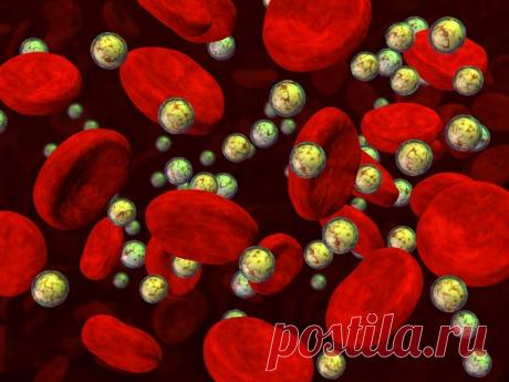 Что лежит в основе диетической составляющей программы TLC? — Диеты со всего света!!!!!!!!!!!!!!!!!!!!!!!!!