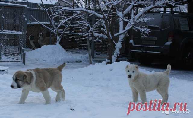 Щенки от рабочих родителей - купить, продать или отдать в Тамбовской области на Avito — Объявления на сайте Avito