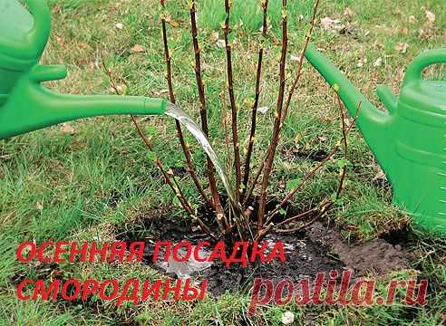 Лучшим временем посадки смородины является сентябрь - первая декада октября.