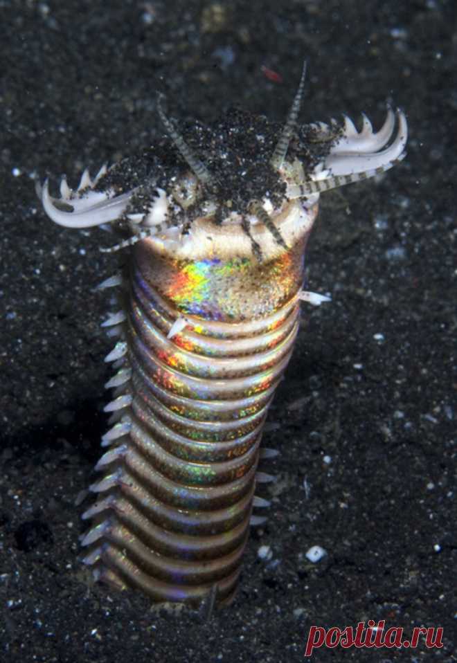 20 уникальных видов животных