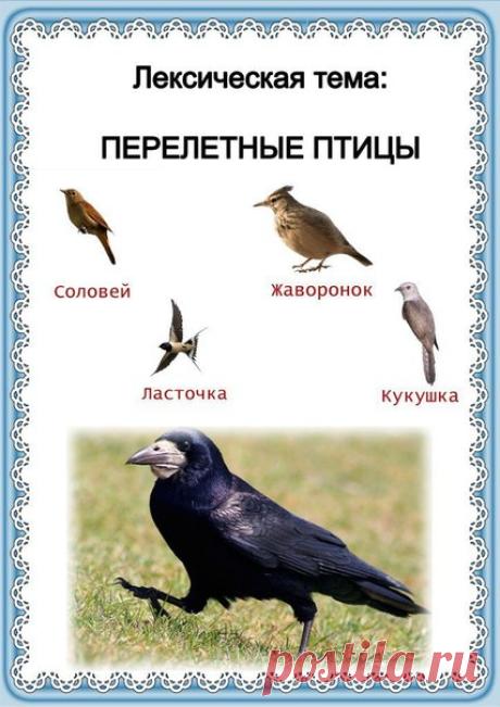 #речь@raz.deti #папки@raz.deti
 ЛЕКСИЧЕСКАЯ ТЕМА «ПЕРЕЛЕТНЫЕ ПТИЦЫ»