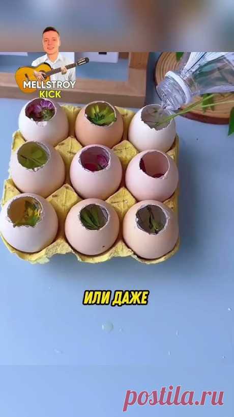 Не выбрасывайте скорлупу от яиц