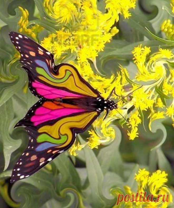 butterfly beauty | Nature Lover