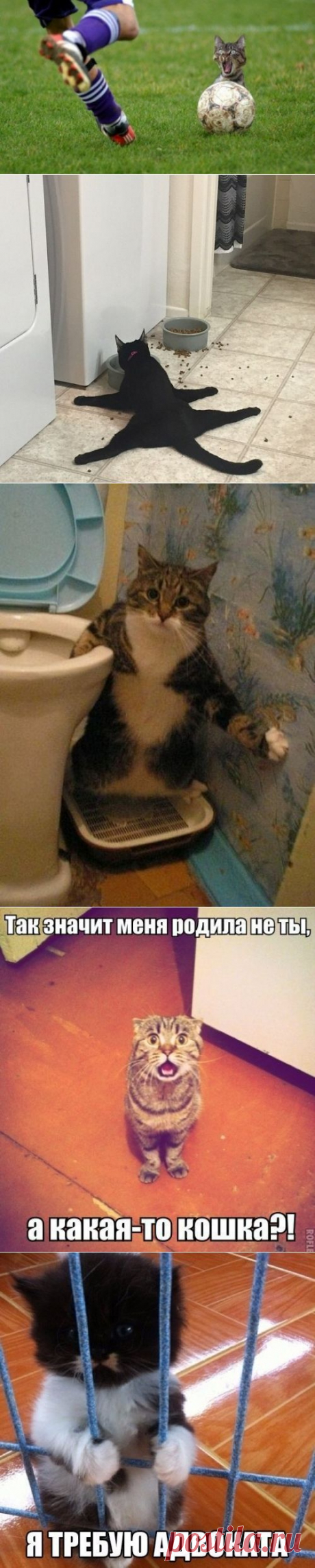котики Поиск