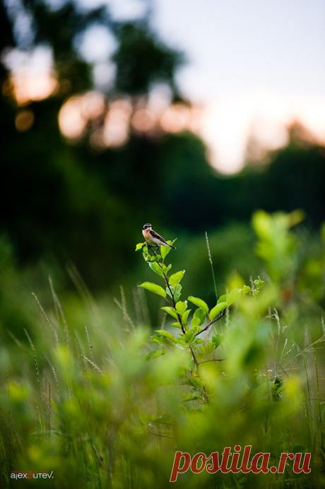 35PHOTO - Александр Путев - краски лета