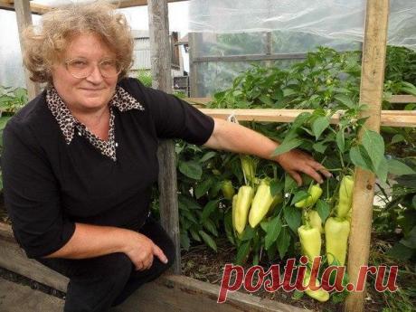 Прищипнешь рассаду-увеличишь урожай перцев