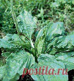 Подорожник и красота женщины