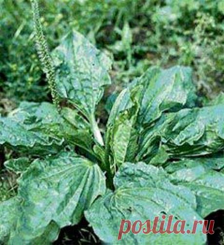 Подорожник и красота женщины