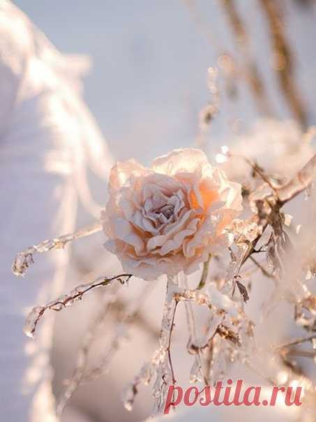 Снежинки — это небесные саламандры

© М.И.Цветаева