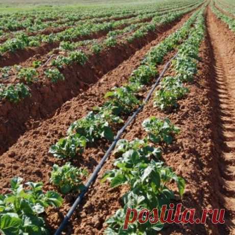 Гербицид Зенкор – препарат для защиты овощных культур