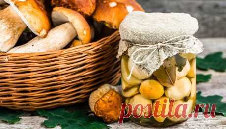 Маринованные белые грибы на зиму в банках. Простые рецепты приготовления