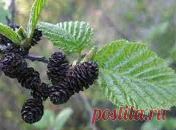 Ольха черная