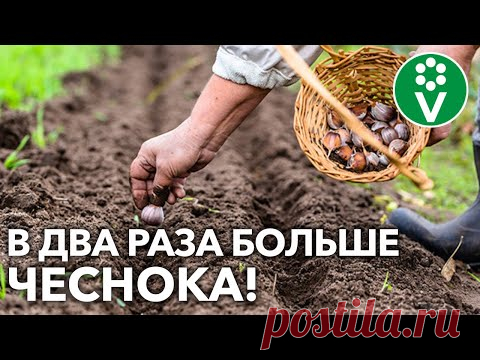 САЖАЙТЕ ЧЕСНОК В ДВА ЯРУСА и получите больше урожая с одной грядки!
