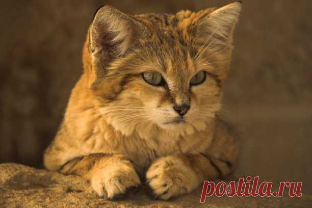 КТО РОДИЛСЯ СЕГОДНЯ?

 12 сентября
Ваш тотем Барханный кот.