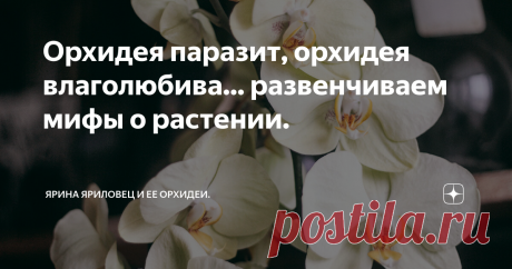 Орхидея паразит, орхидея влаголюбива... развенчиваем мифы о растении. Я не знаю цветка, вокруг которого сложилось бы больше вредоносной мифологии, чем орхидея. Займемся же их развенчиванием!