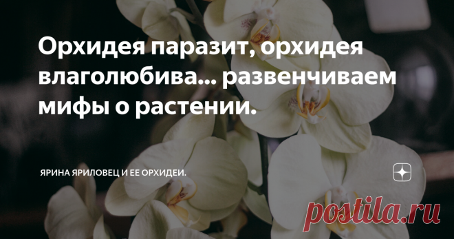 Орхидея паразит, орхидея влаголюбива... развенчиваем мифы о растении. Я не знаю цветка, вокруг которого сложилось бы больше вредоносной мифологии, чем орхидея. Займемся же их развенчиванием!