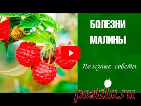 Болезни малины ✅ Как лечить от хлороза и антракноза ❗ Советы от эксперта HitsadTV