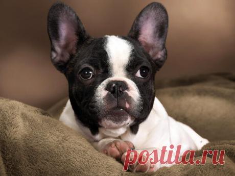 Французский бульдог: всё, что нужно знать об этой породе собак от А до Я