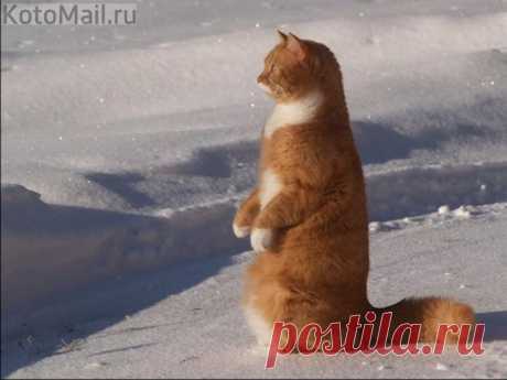 Котопингвин)