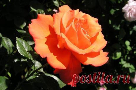 Как вырастить красивые розы на вашем участке Розы – любимые цветы многих. Но качественные цветы купить не так уж и дешево, поэтому большинство пытаются вырастить их в собственном саду. Чтобы на этот раз результат поразил вас, воспользуйтесь советом, приведенным ниже...