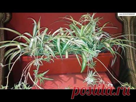 Мой любимый ХЛОРОФИТУМ. Всё об уходе и размножении.