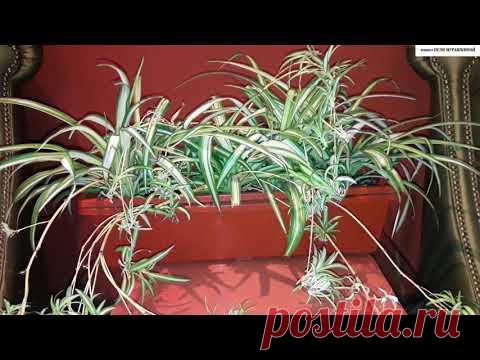 Мой любимый ХЛОРОФИТУМ. Всё об уходе и размножении.