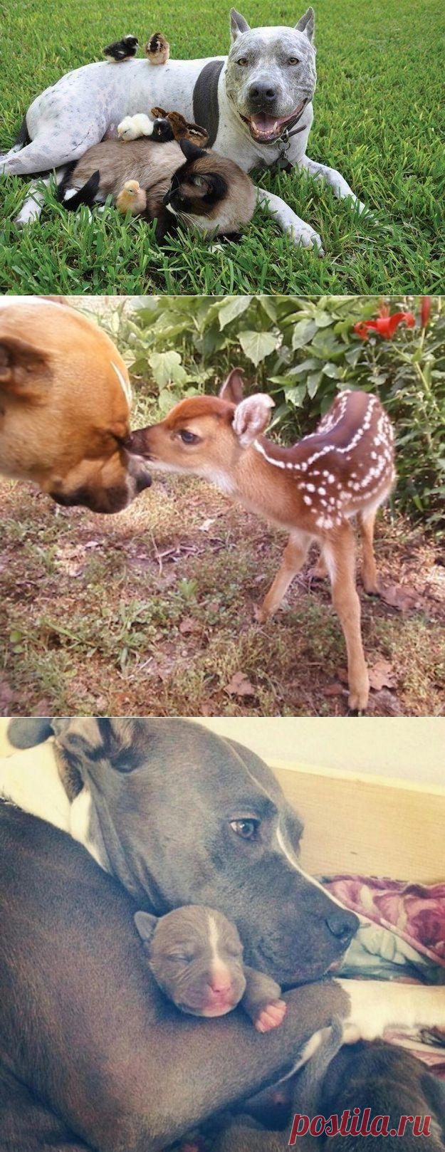 20 "веских" причин, почему никто и никогда не должен заводить питбуля