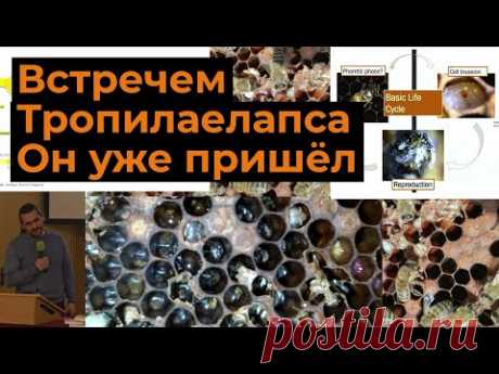 Встречаем Тропилаелапса. Он уже пришёл. 2022.