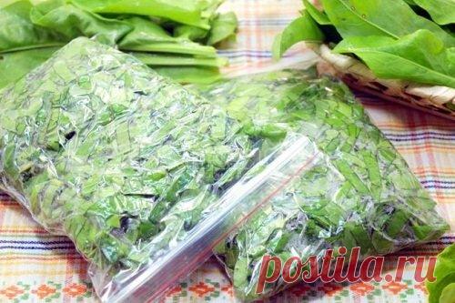 Щавель на зиму – популярные способы заготовки щавеля на зиму с фото