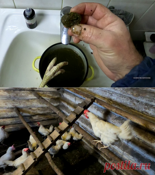 На лапе курицы нарост из сухого навоза. Вымачиваю в тёплой воде и снимаю | Хозяйство Воронова | Яндекс Дзен